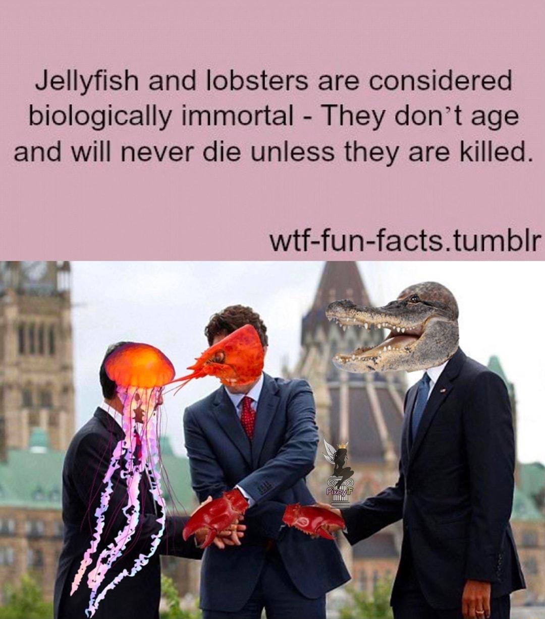 Jellyfish and lobsters are considered biologically immortal They dont age and will never die unless they are Killed wtf fun factstumblr
