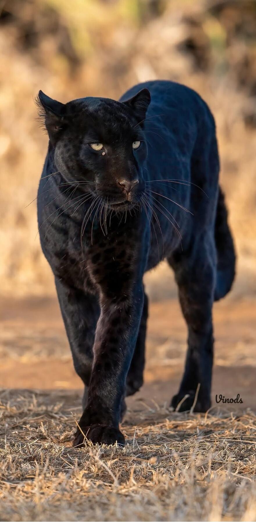 A sleek black big cat walking toward the camera through dry grass.