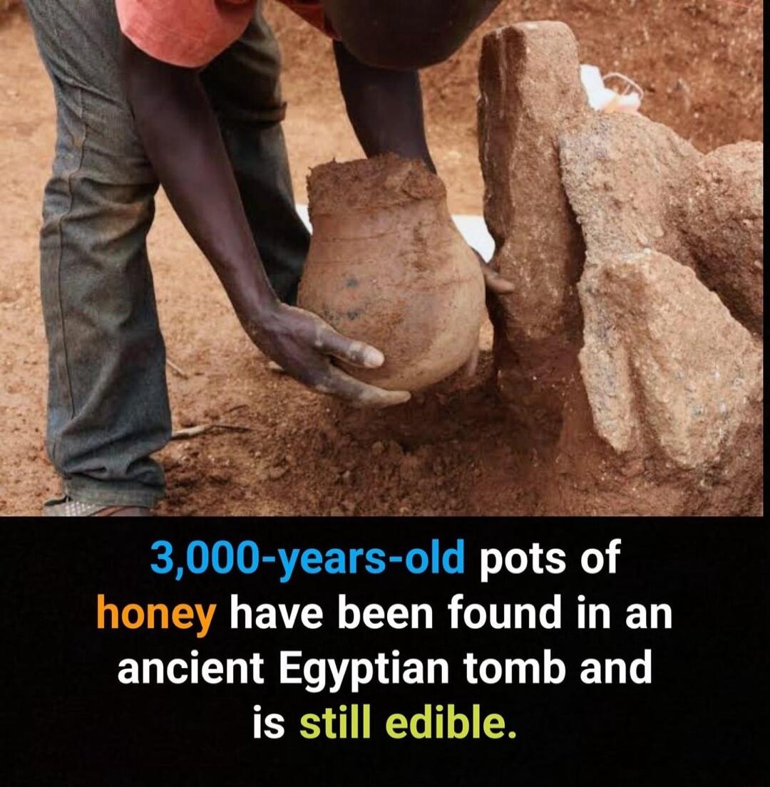 R B 3000 years old pots of have been found in an ELE T L HEL RGN is still edible