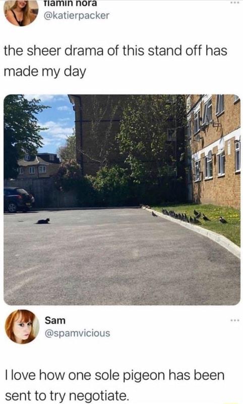 THlamin nora W katierpacker the sheer drama of this stand off has made my day Sl a Sam spamvicious love how one sole pigeon has been sent to try negotiate