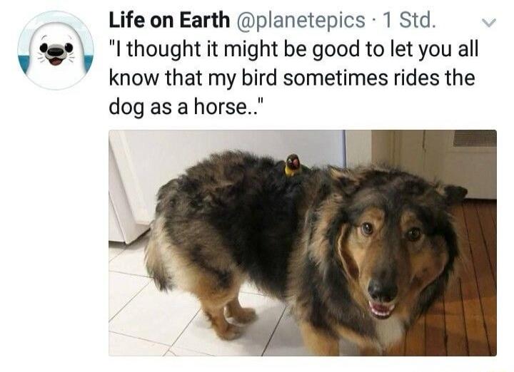 I thought it might be good to let you all know that my bird sometimes rides the dog as a horse.
