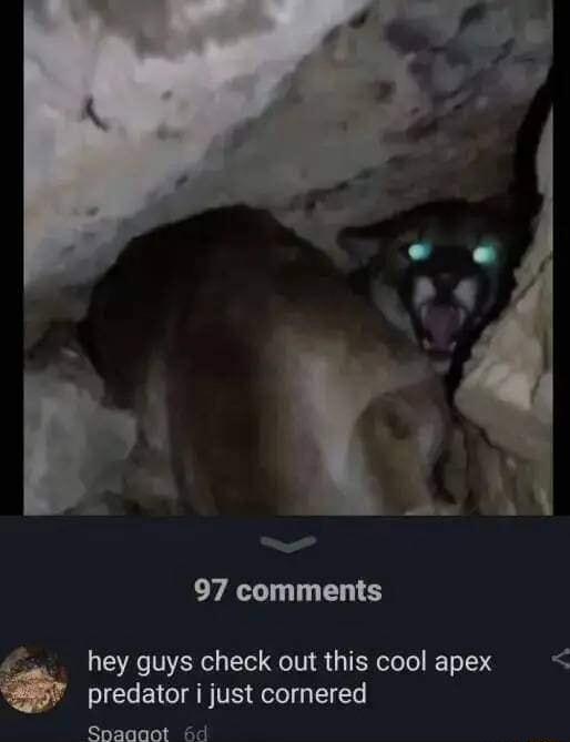 97 comments hey guys check out this cool apex predator i just cornered Spagaot Hd