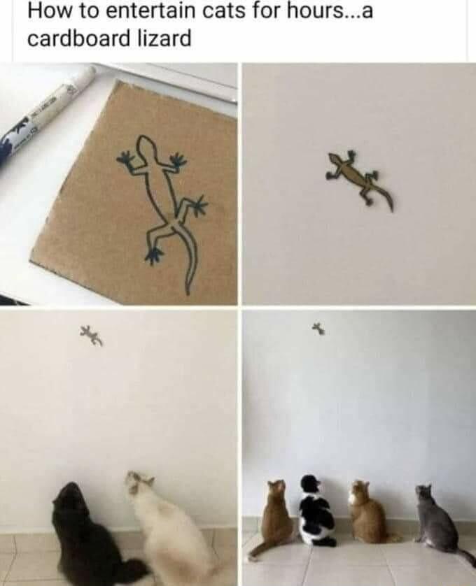 How to entertain cats for hoursa cardboard lizard 5