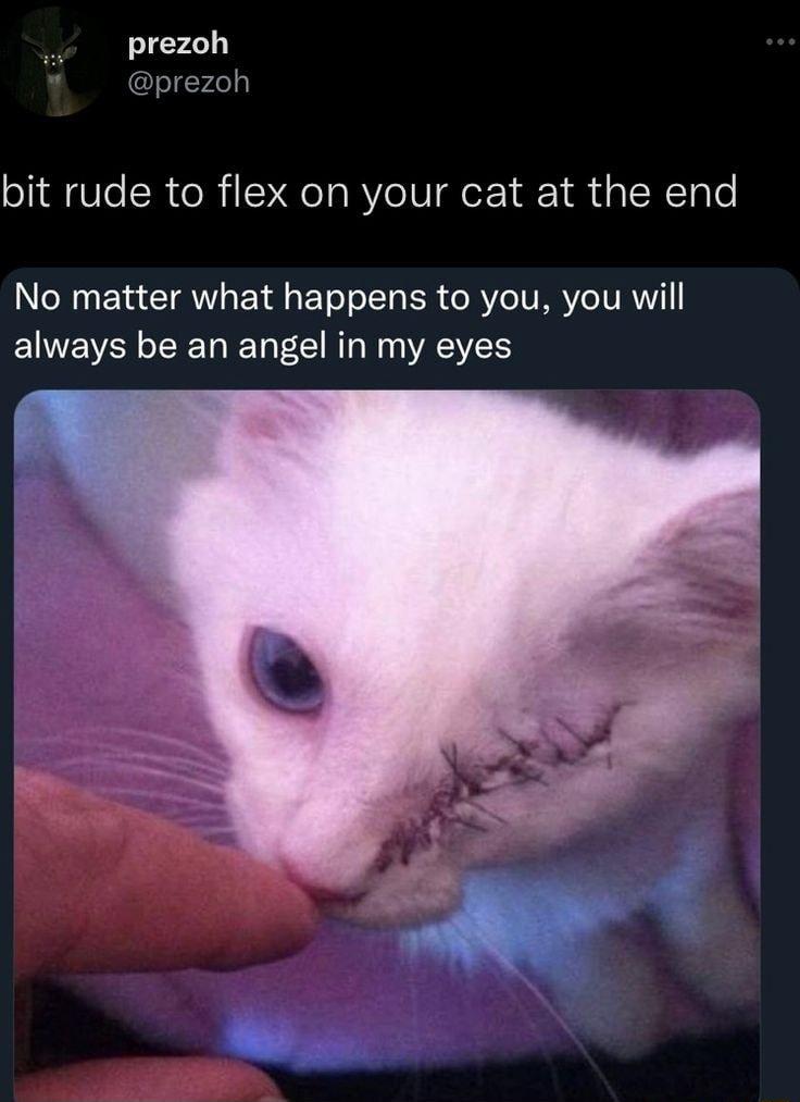 prezoh prezoh bit rude to flex on your cat at the end No matter what happens to you you will always be an angel in my eyes