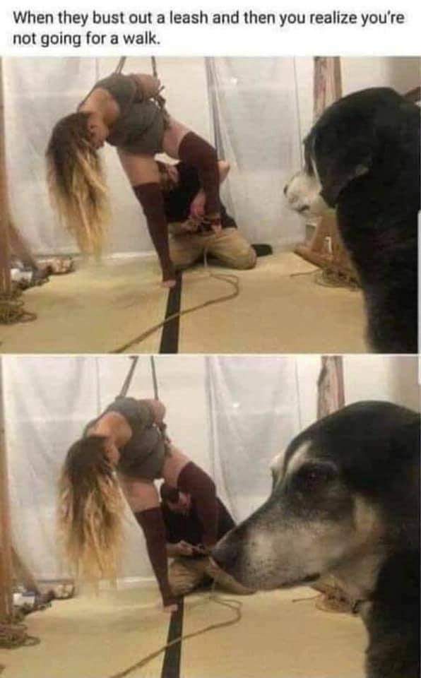 When they bust out a leash and then you realize youre not going for a walk