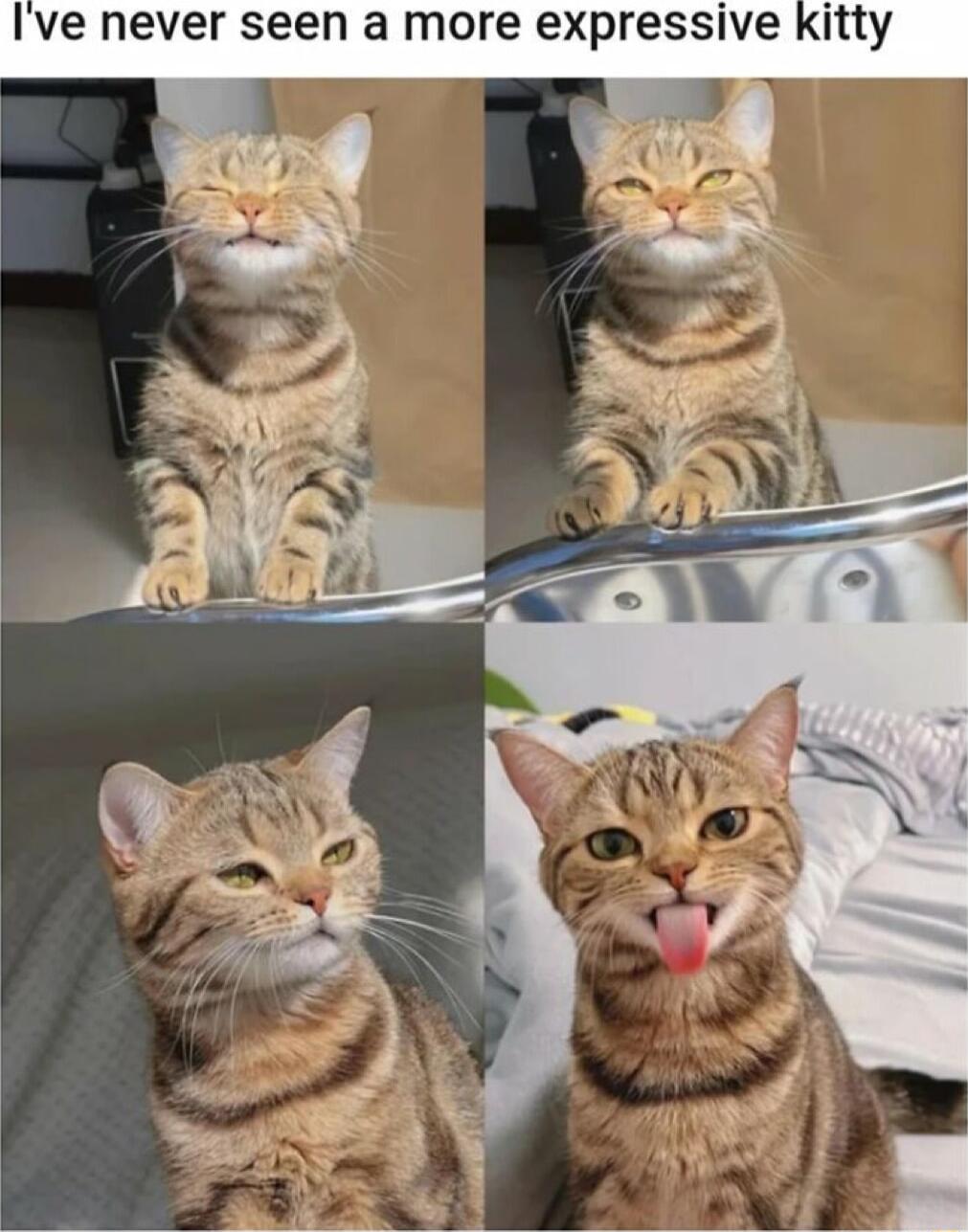 Ive never seen a more expressive Kitty