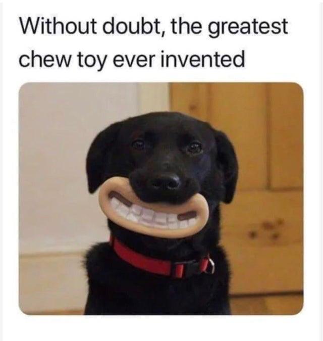 Without doubt the greatest chew toy ever invented