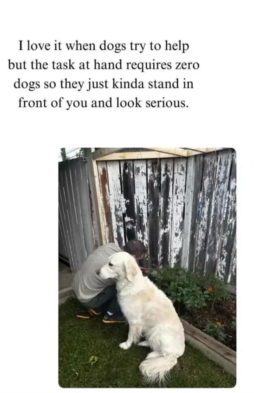 I love it when dogs try to help but the task at hand requires zero dogs so they just kinda stand in front of you and look serious.