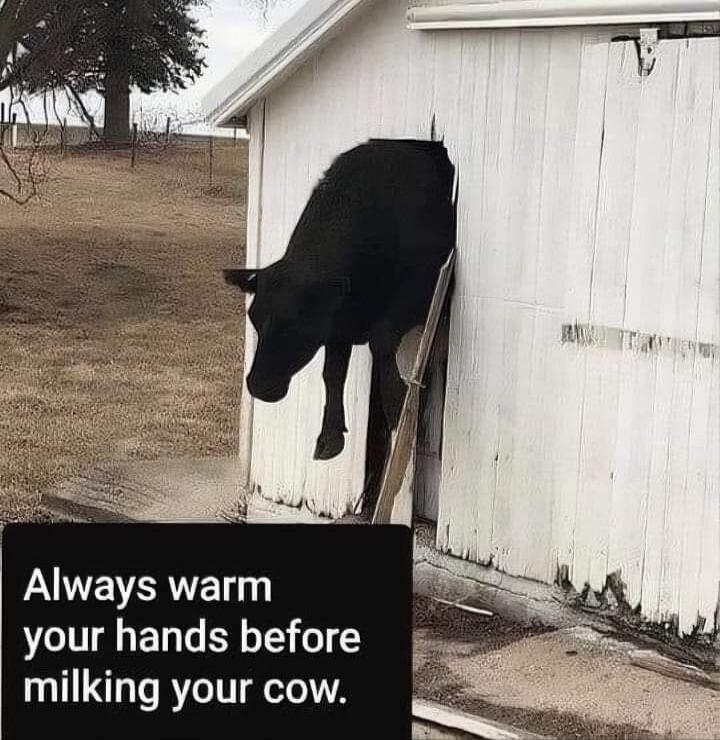 Always warm your hands before milking your cow.