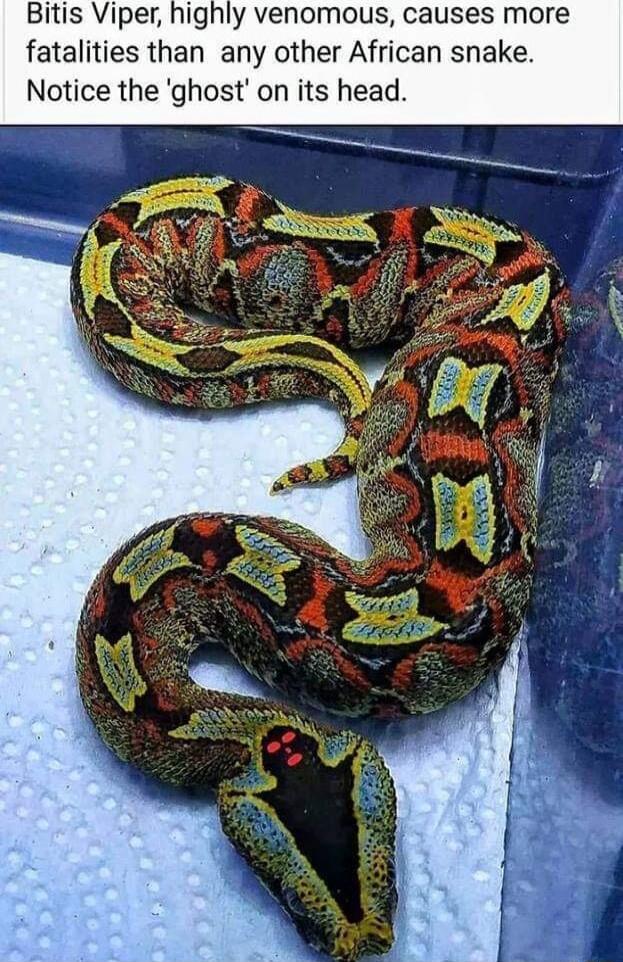 Bitis Viper highly venomous causes more fatalities than any other African snake Notice the ghost on its head