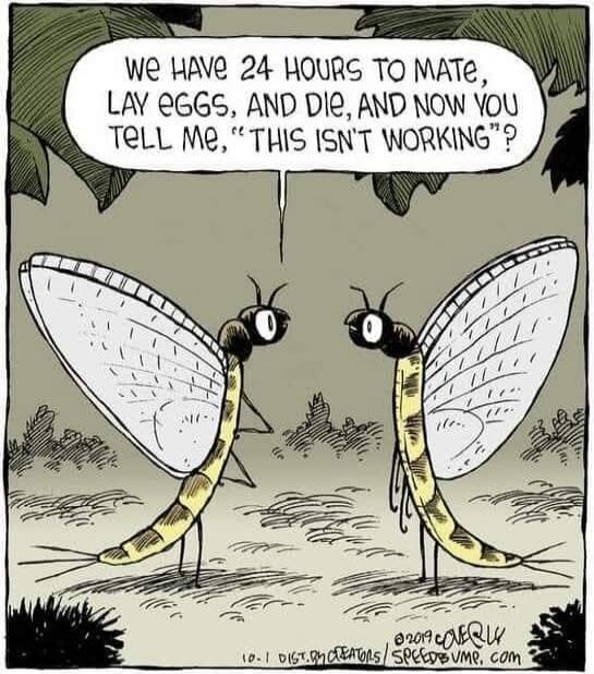 WE HAVE 24 HOURS TO MATE, LAY EGGS, AND DIE, AND NOW YOU TELL ME, 