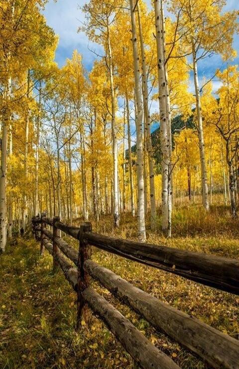 Photo of a forest with yellow autumn leaves, white-barked aspen trees, and a rustic wooden fence along a path.