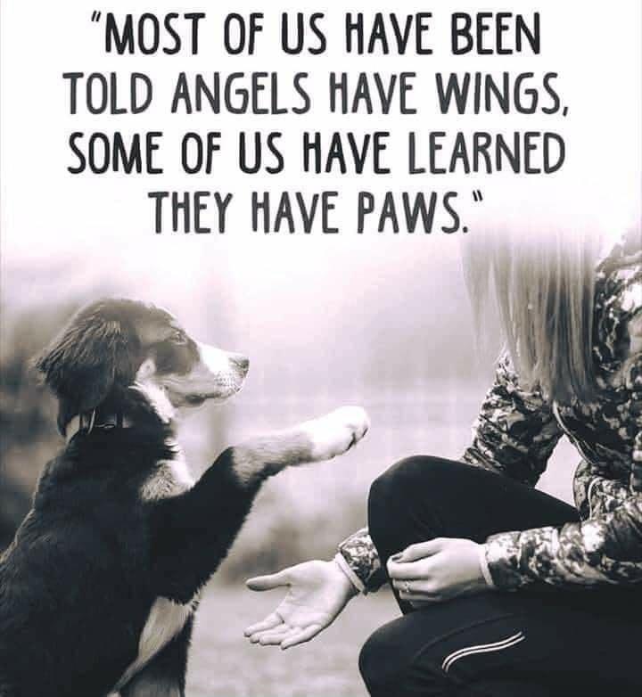 MOST OF US HAVE BEEN TOLD ANGELS HAVE WINGS SOME OF US HAVE LEARNED THEY HAVE PAWS