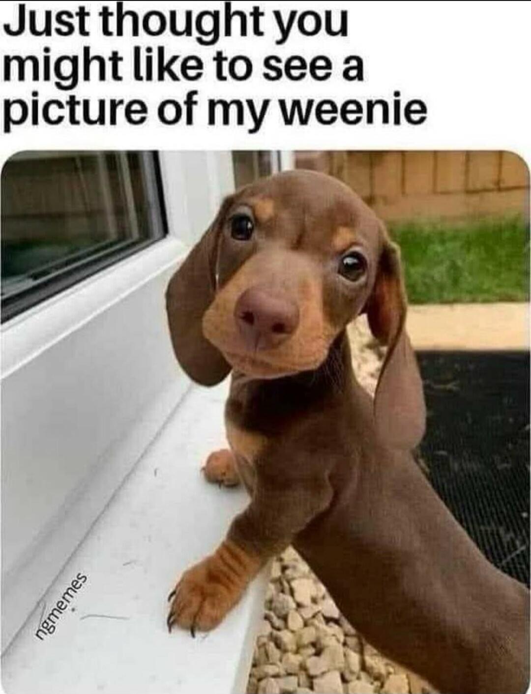 Just thought you might like to see a picture of my weenie ngmemes