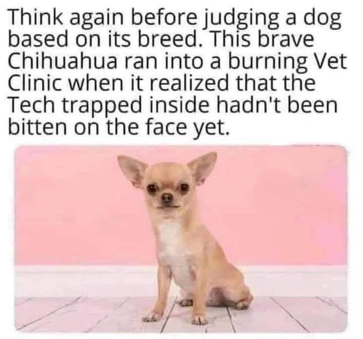 Think again before judging a dog based on its breed This brave Chihuahua ran into a burning Vet Clinic when it realized that the Tech trapped inside hadnt been bitten on the face yet