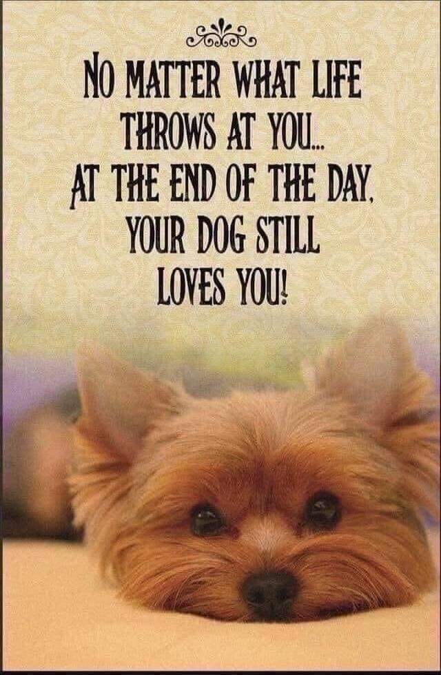 NO MATTER WHAT LIFE THROWS AT YOU... AT THE END OF THE DAY, YOUR DOG STILL LOVES YOU!