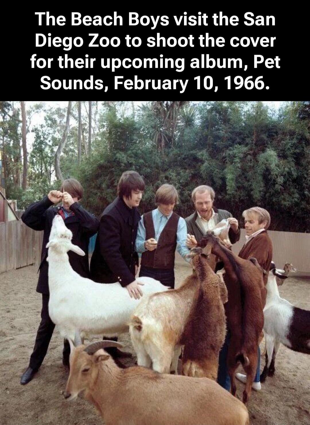 The Beach Boys visit the San Diego Zoo to shoot the cover for their upcoming album, Pet Sounds, February 10, 1966.