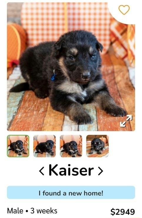 Vi eme Kaiser A found a new home Male 3 weeks 2949