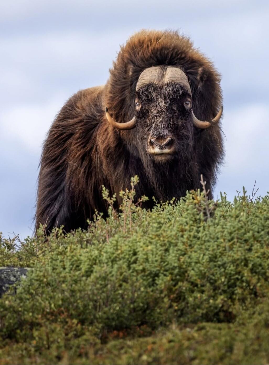 A muskox standing on a shrub-covered hill, with long curved horns and shaggy brown fur.