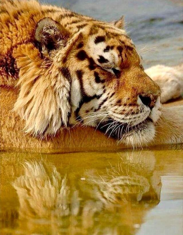 A tiger resting with its head near the water.
