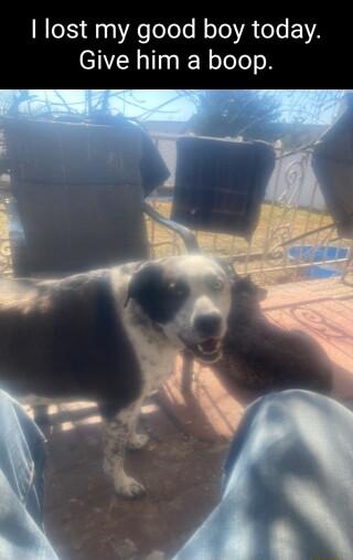lost my good boy today Give him a boop