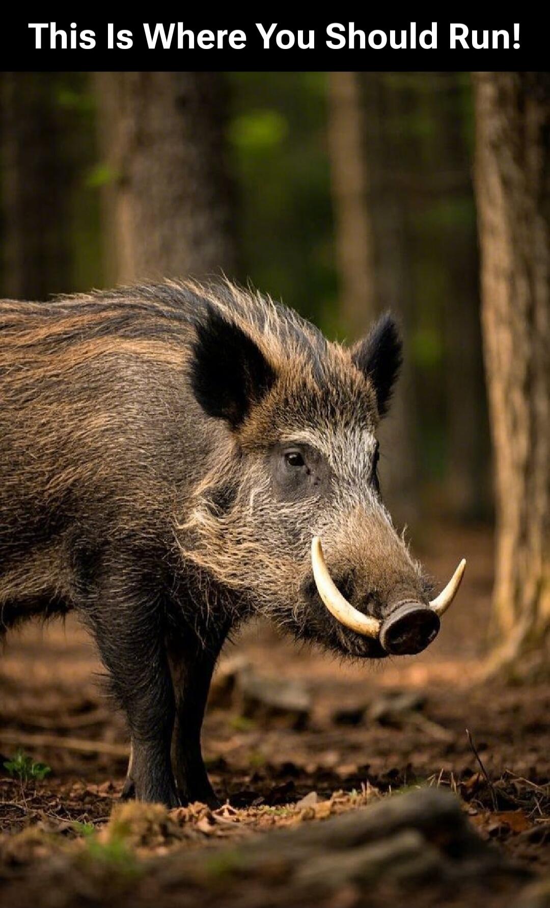 This Is Where You Should Run!