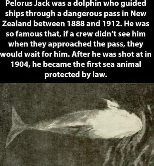 Pelorus Jack was a dolphin who guided ships through a dangerous pass in New FLEIEDG LT R EEEED TR EL AL EAVET so famous that if a crew didnt see him LR G EET T ETS B R T E TR T VLT GRVETS CT T W T ERE T L E T 1904 he became the first sea animal protected by law