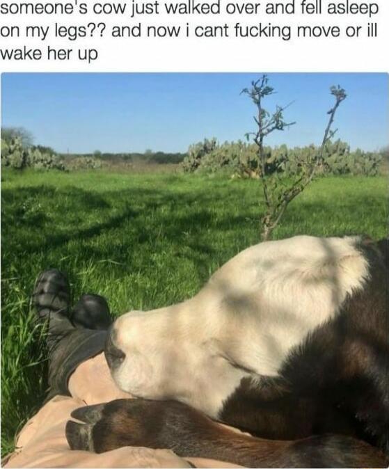someones cow just walkea over ana fell asleep on my legs and now i cant fucking move or ill ake her up
