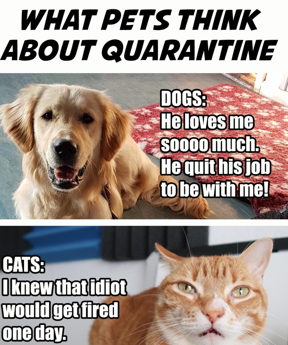 WHAT PETS THINK ABOUT QUARANTINE