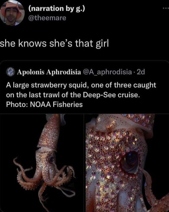 CETELTET YRS W theemare she knows shes that girl 4 Apolonis Aphrodisia A_aphrodisia 2d A large strawberry squid one of three caught on the last trawl of the Deep See cruise Photo NOAA Fisheries