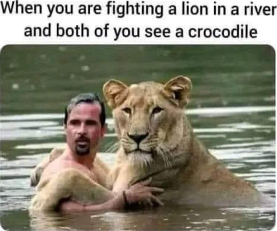 When you are fighting a lion in a river and both of you see a crocodile