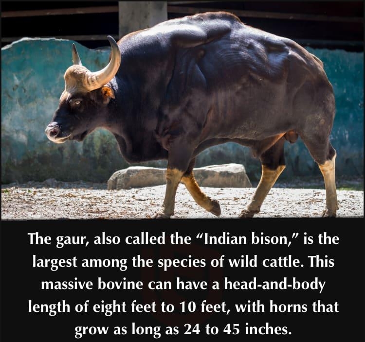 The gaur also called the Indian bison is the largest among the species of wild cattle This massive bovine can have a head and body length of eight feet to 10 feet with horns that grow as long as 24 to 45 inches