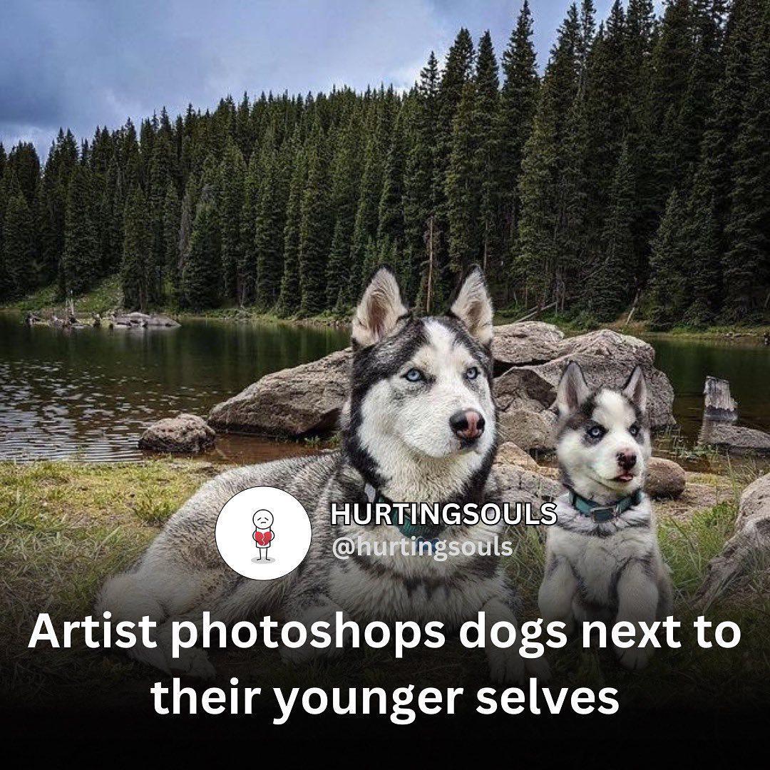HURTINGSUL i At Artist photoshops dogs next to their younger selves