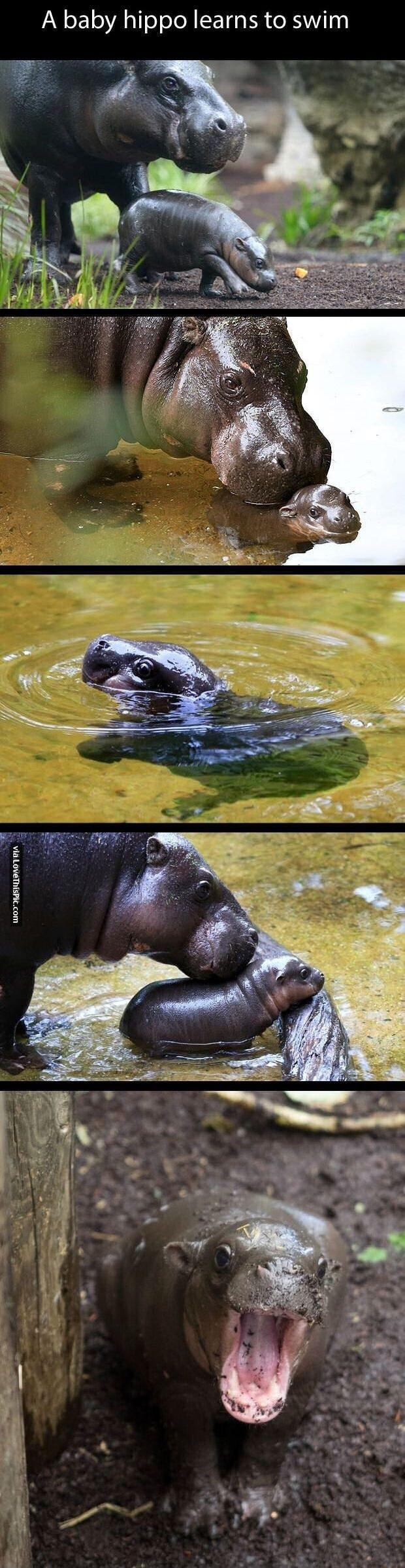 A baby hippo learns to swim