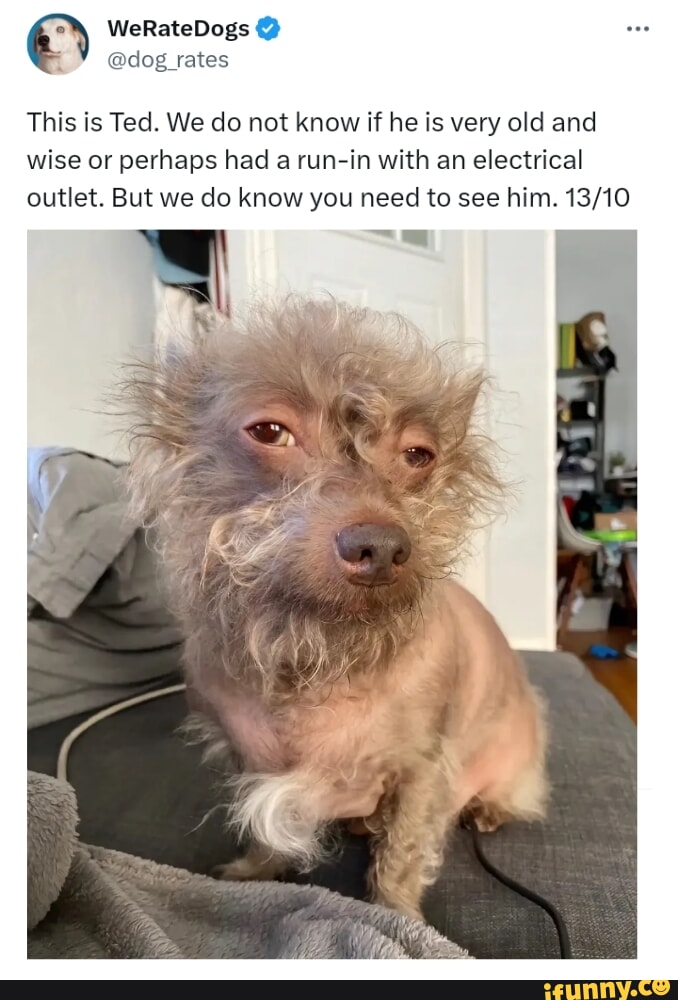 WeRateDogs dog rates This is Ted We do not know if he is very old and wise or perhaps had a run in with an electrical outlet But we do know you need to see him 1310