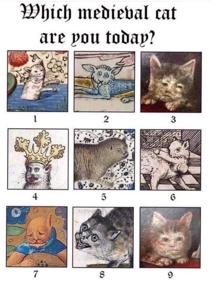 Which medieval cat are