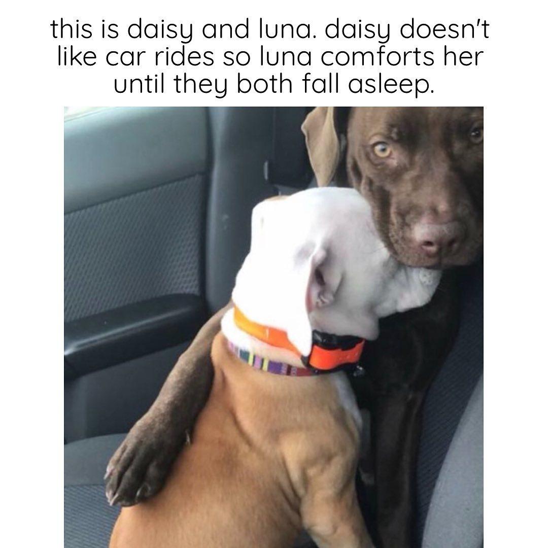 this is daisy and luna daisy doesnt like car rides so luna comforts her until they both fall asleep