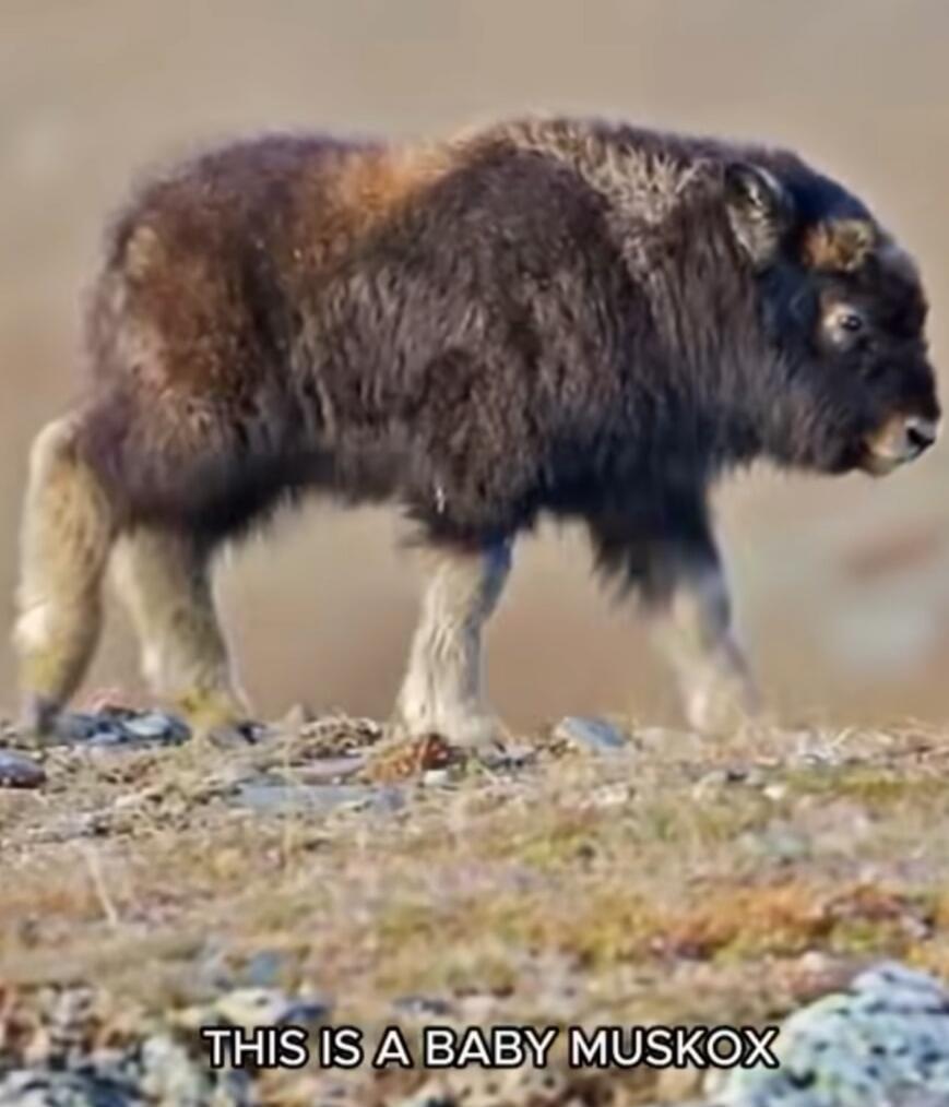 THIS IS A BABY MUSKOX
