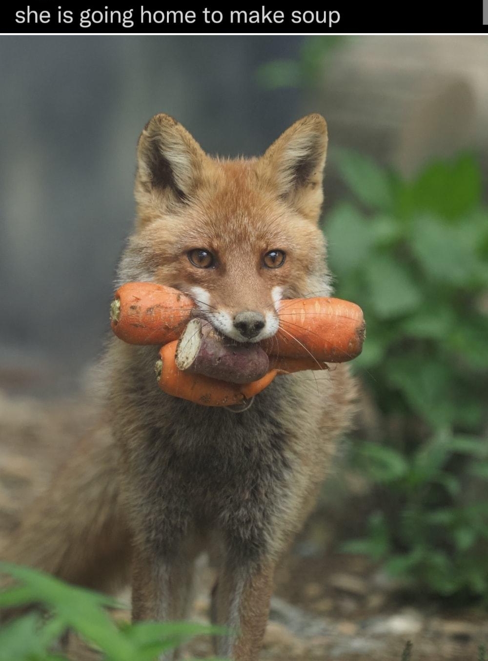 0V A Silence Death ovaettrart