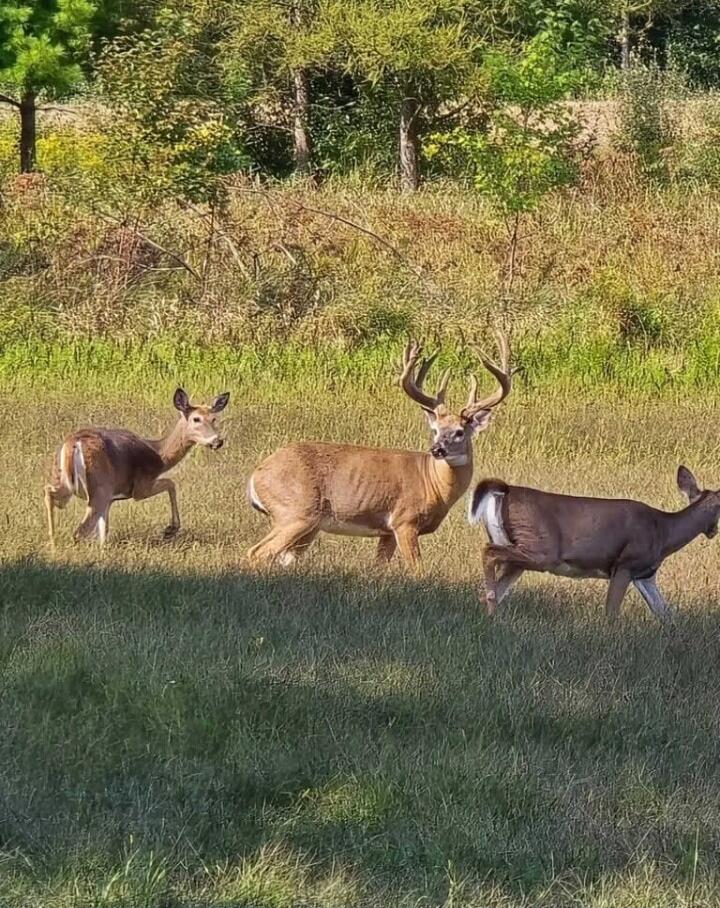 Three deer standing in a grassy field.