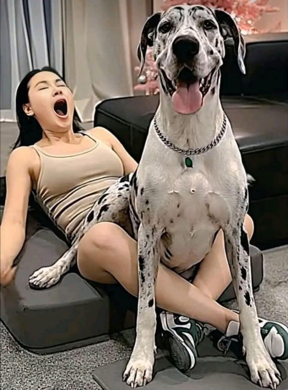 A woman is sitting on a cushion, yawning widely, while a large Great Dane dog sits on her lap, looking directly at the camera with a happy, panting expression. The dog has a chain collar with a green tag.