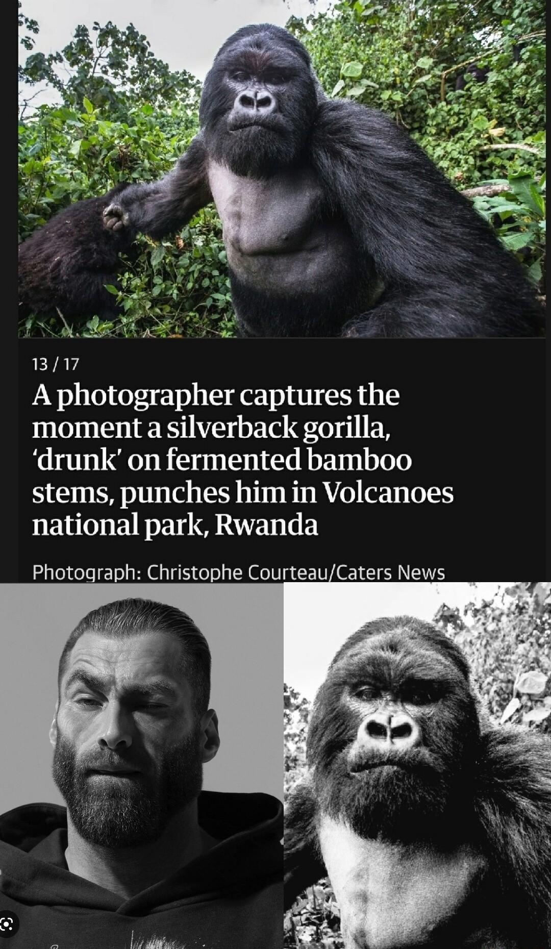 1317 A photographer captures the moment asilverback gorilla drunk on fermented bamboo stems punches him in Volcanoes national park Rwanda Photograph Christophe CourteauCaters News