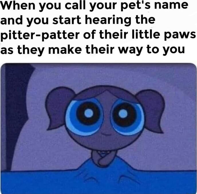 hen you call your pets name and you start hearing the pitter patter of their little paws as they make their way to you