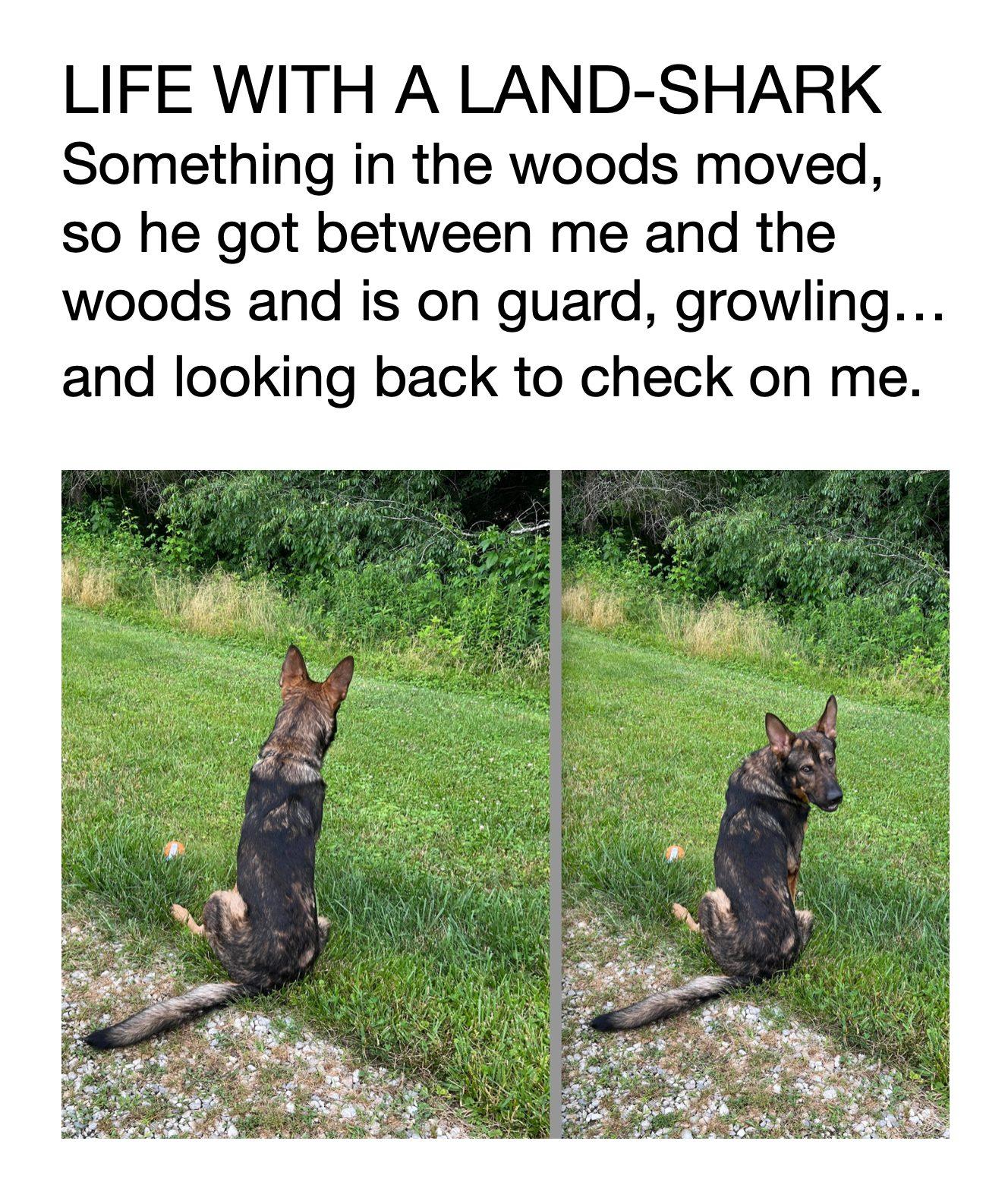 LIFE WITH A LAND SHARK Something in the woods moved so he got between me and the woods and is on guard growling and looking back to check on me