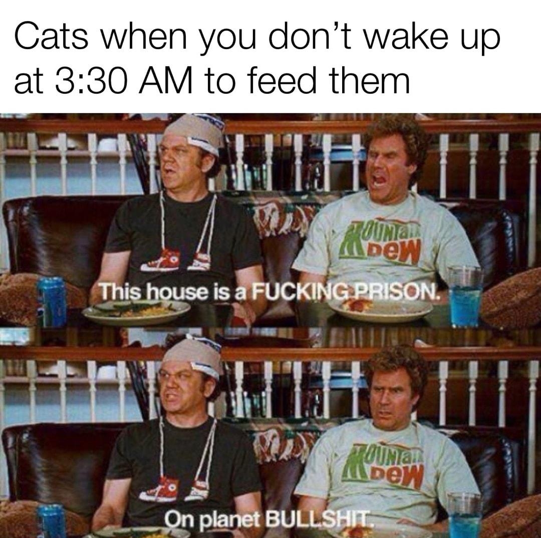 Cats when you dont wake up at 330 AM to feed them