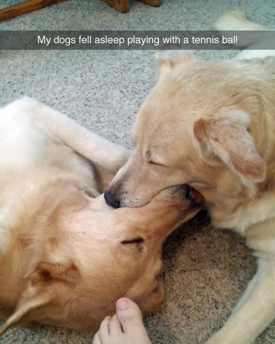 My dogs fell asleep playing with a tennis ball