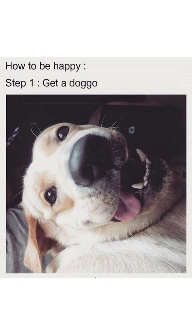 How to be happy : Step 1 : Get a doggo