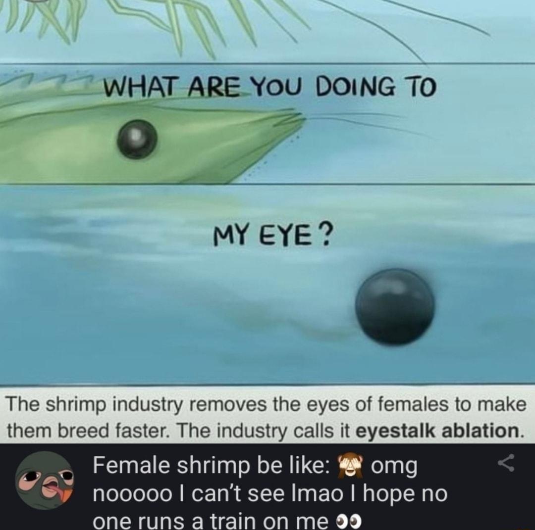 WHAT ARE You DOING TO g MY EYE The shrimp industry removes the eyes of females to make them breed faster The industry calls it eyestalk ablation
