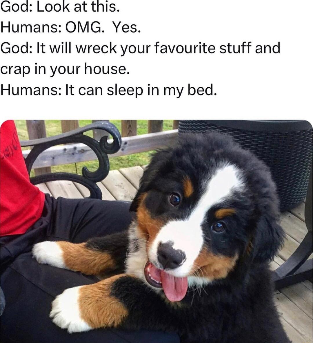 God Look at this Humans OMG Yes God It will wreck your favourite stuff and crap in your house Humans It can sleep in my bed