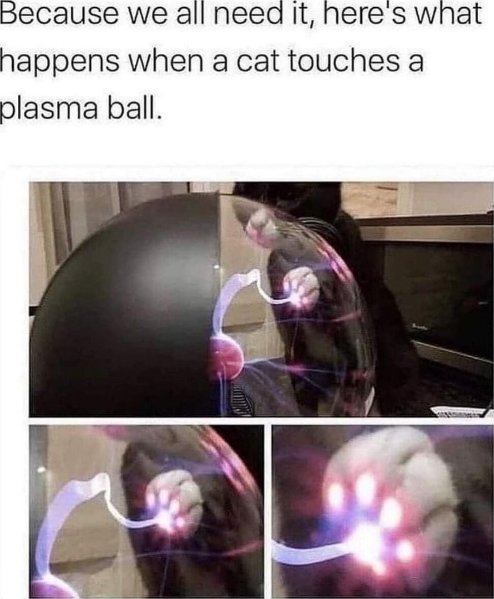 Because we all need It heres what appens when a cat touches a plasma ball